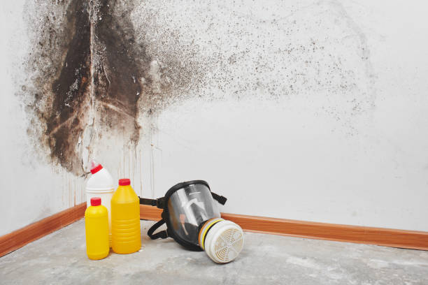 Best Toxic Mold Removal  in Bridge City, LA