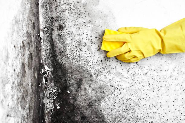 Office Mold Removal Services in Bridge City, LA