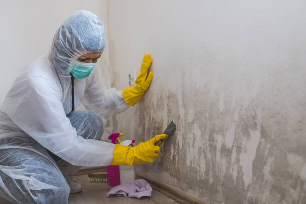 Mold Removal and Inspection in Bridge City, LA