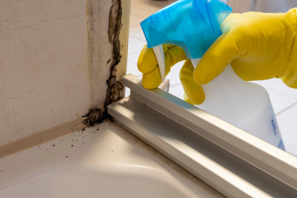 Best Attic Mold Removal  in Bridge City, LA