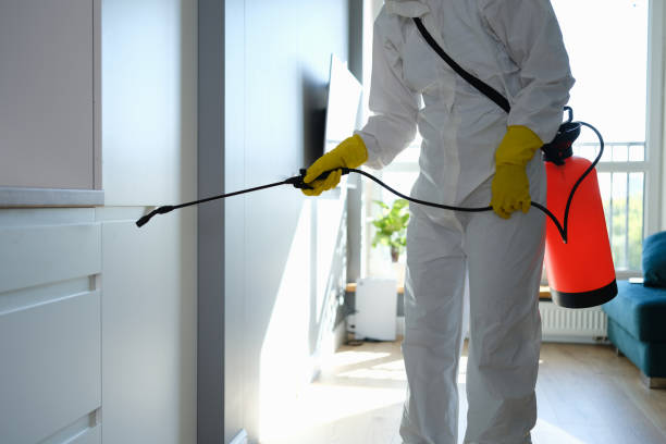 Best Commercial Mold Removal  in Bridge City, LA