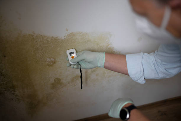 Best Fast Mold Removal  in Bridge City, LA