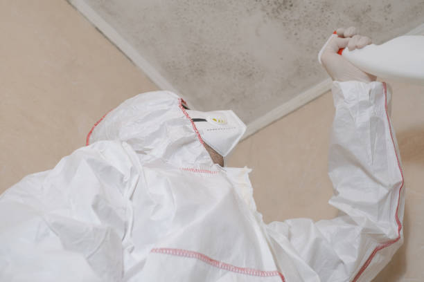Best Best Mold Removal Companies  in Bridge City, LA