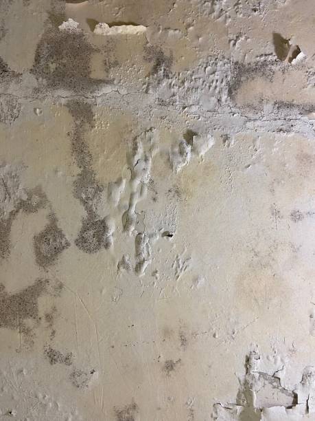 Best Mold Testing  in Bridge City, LA