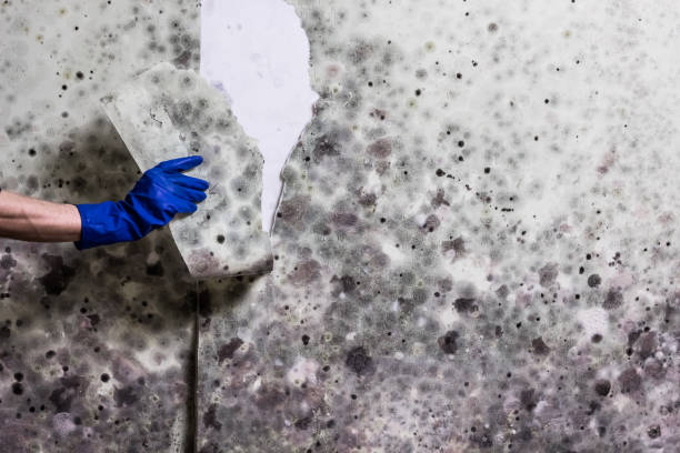 Crawl Space Mold Removal in Bridge City, LA