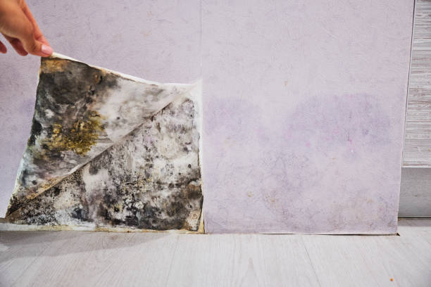 Best Office Mold Removal Services  in Bridge City, LA